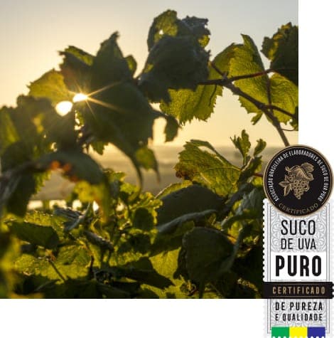 Fotografia histórica relacionada ao suco de uva puro