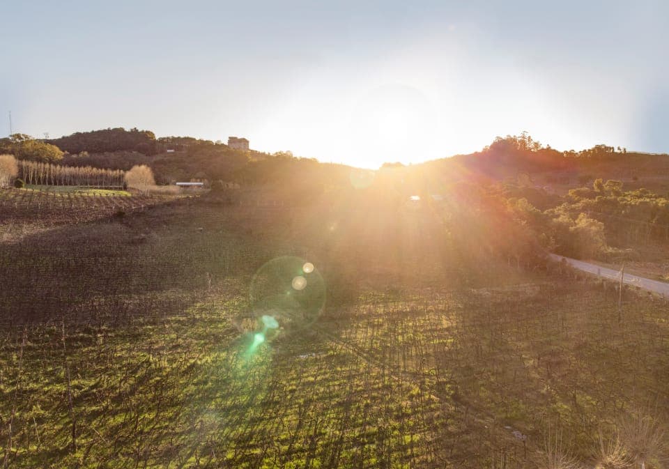 Sol sobre os vinhedos e as colinas do Vale dos Vinhedos